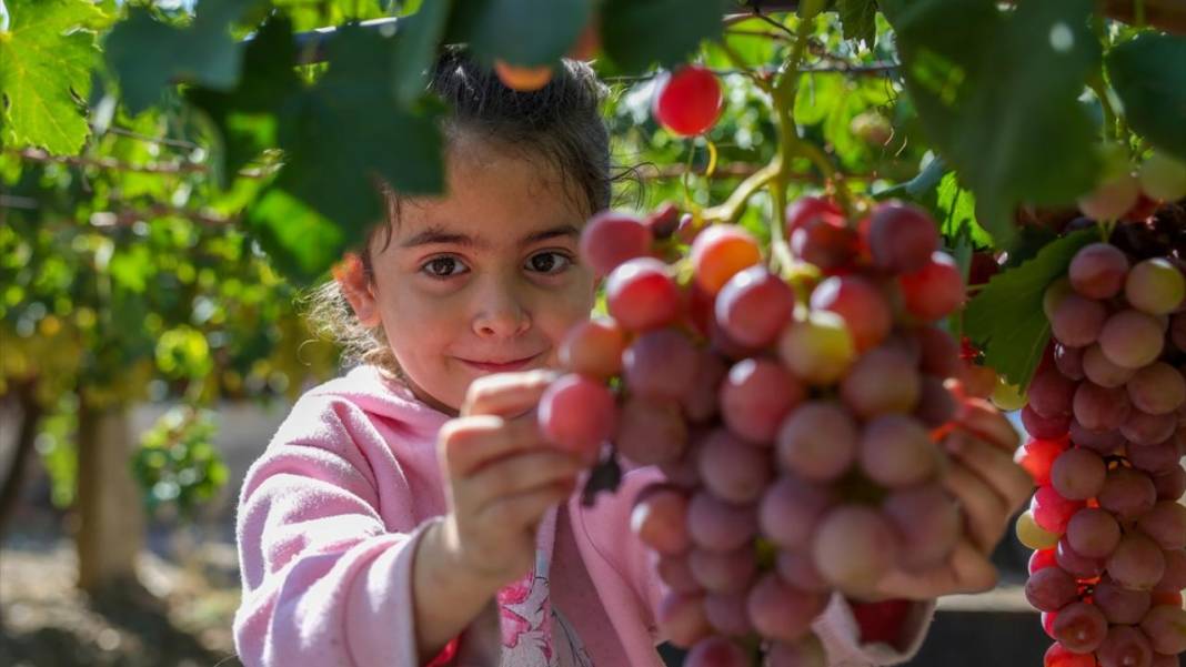 Suriye'de üzüm hasadı başladı 12