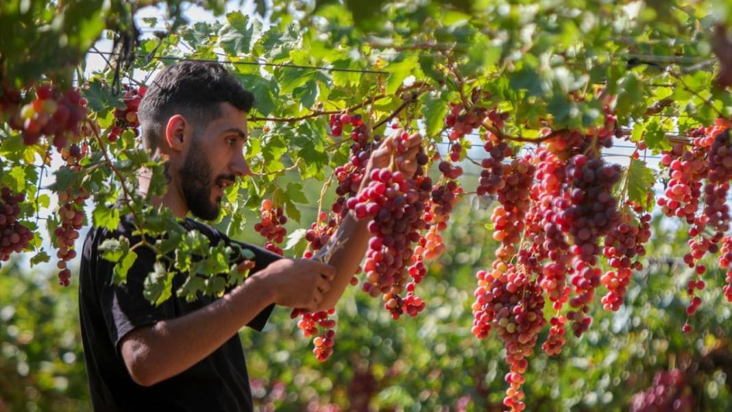 Suriye'de üzüm hasadı başladı 13