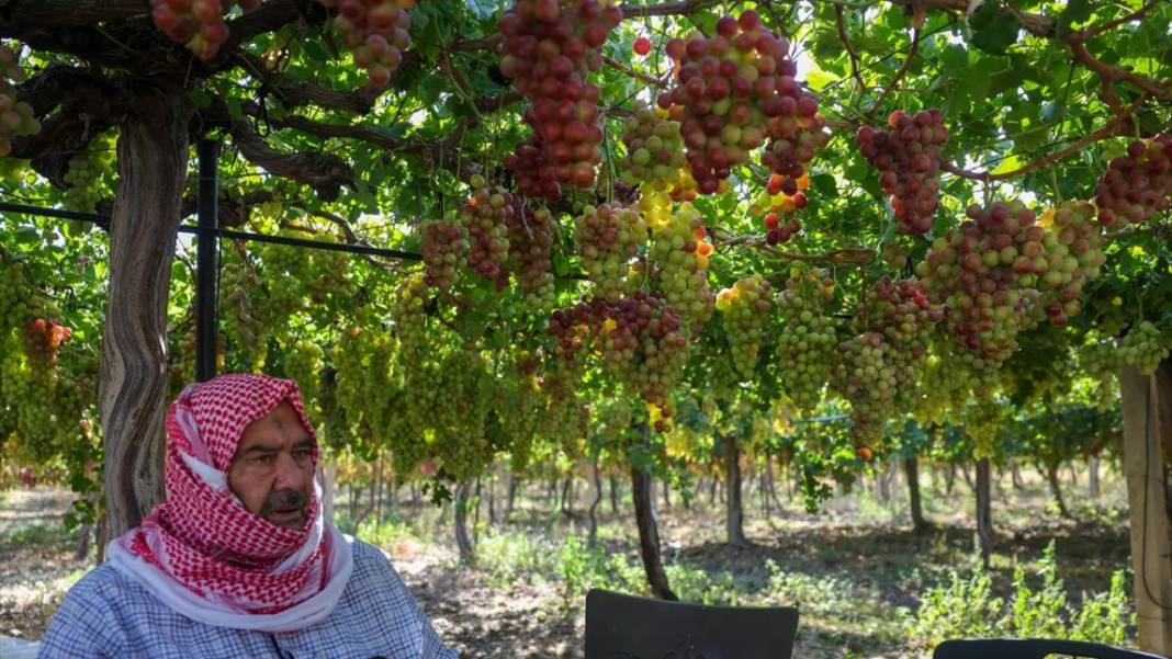 Suriye'de üzüm hasadı başladı 14