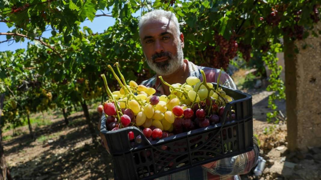 Suriye'de üzüm hasadı başladı 3