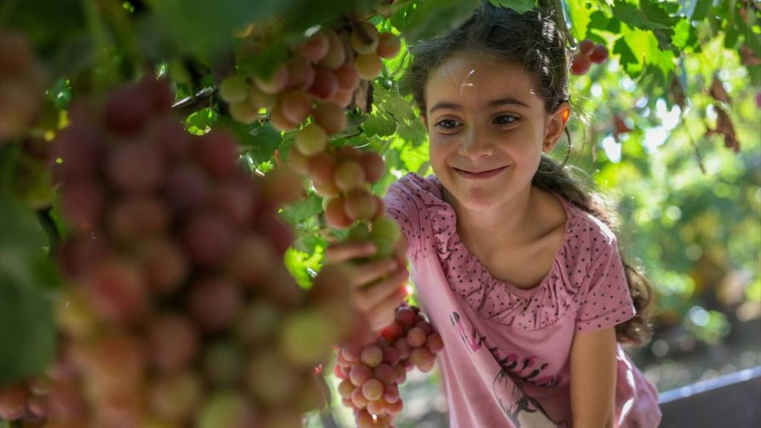 Suriye'de üzüm hasadı başladı 5