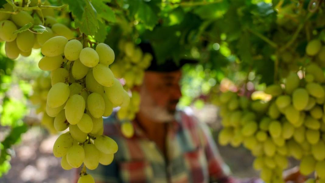 Suriye'de üzüm hasadı başladı 8
