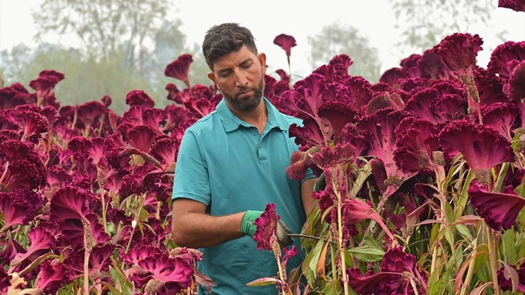 Keşmir'de geleneksel yemeklerde kullanılan horozibiği çiçeği hasadı 12