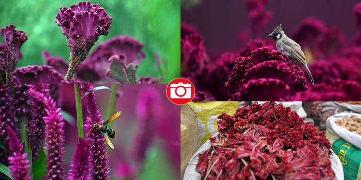 Keşmir'de geleneksel yemeklerde kullanılan horozibiği çiçeği hasadı
