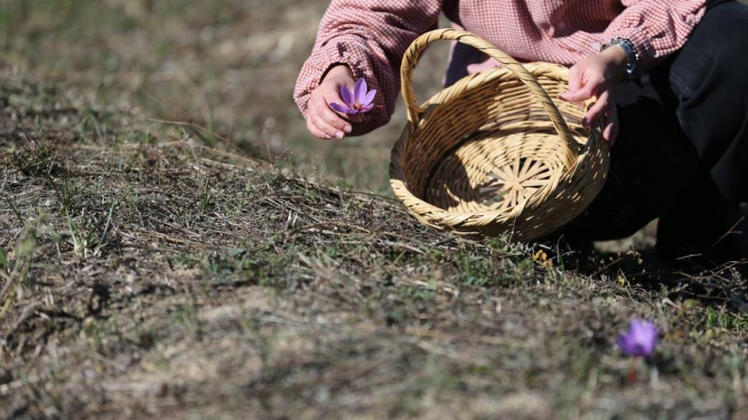 Karabük'te ekilen safran çiçek açtı 4