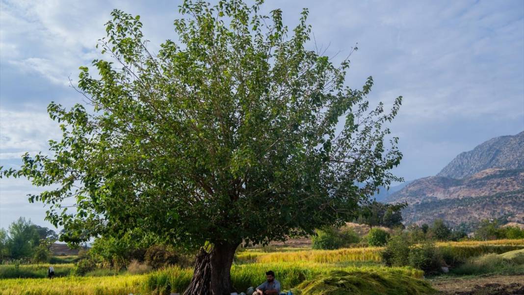 Duhok'ta pirinç hasadı 13