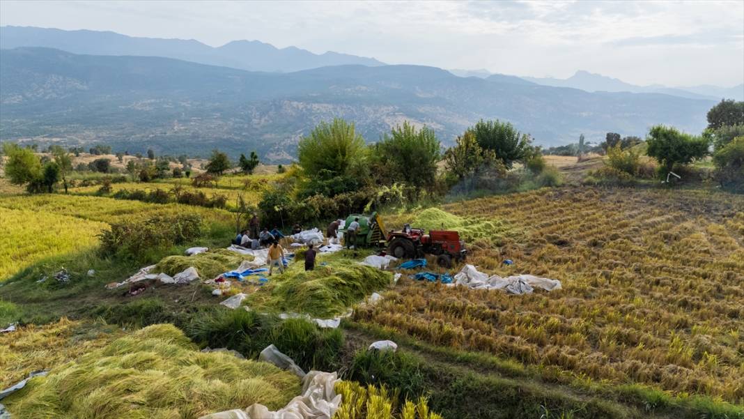 Duhok'ta pirinç hasadı 15