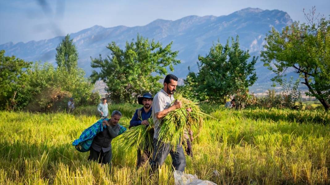 Duhok'ta pirinç hasadı 8