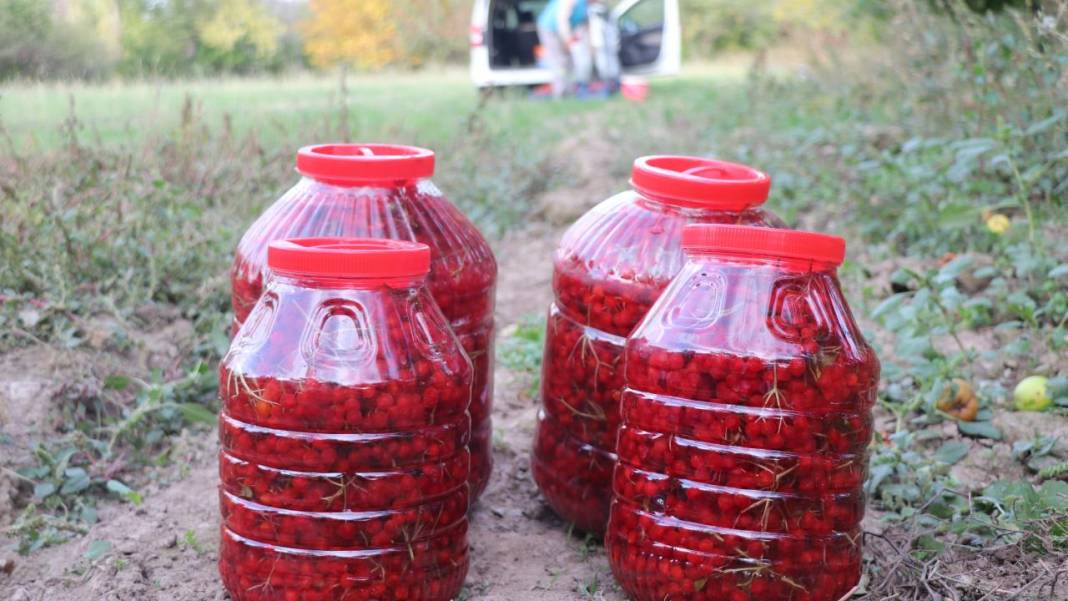 Kayseri'de 'kırmızı altın' gilaburunun hasadı başladı 4