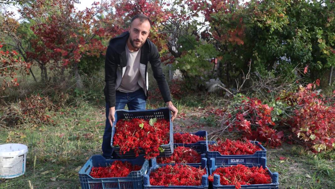 Kayseri'de 'kırmızı altın' gilaburunun hasadı başladı 6