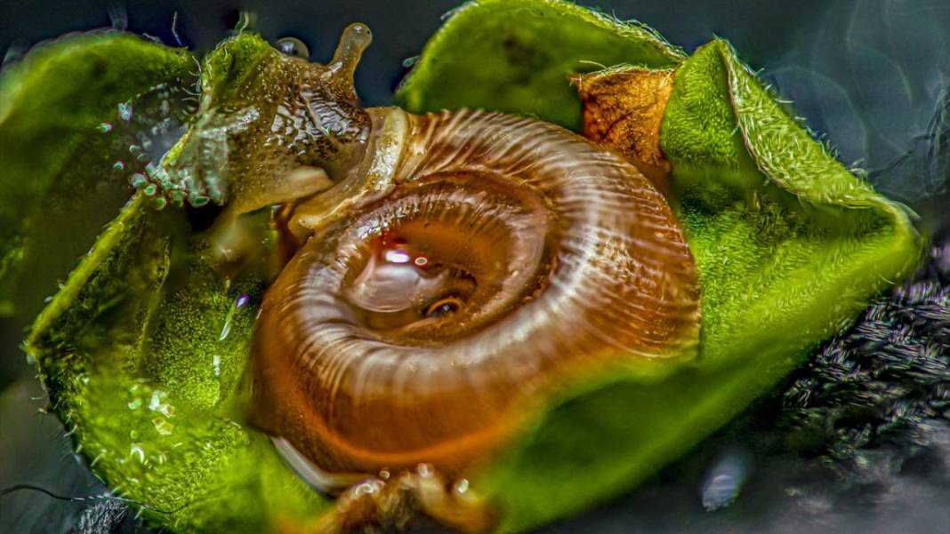 Makro Merceğin Altında: Böceklerin görünmeyen dünyası 12