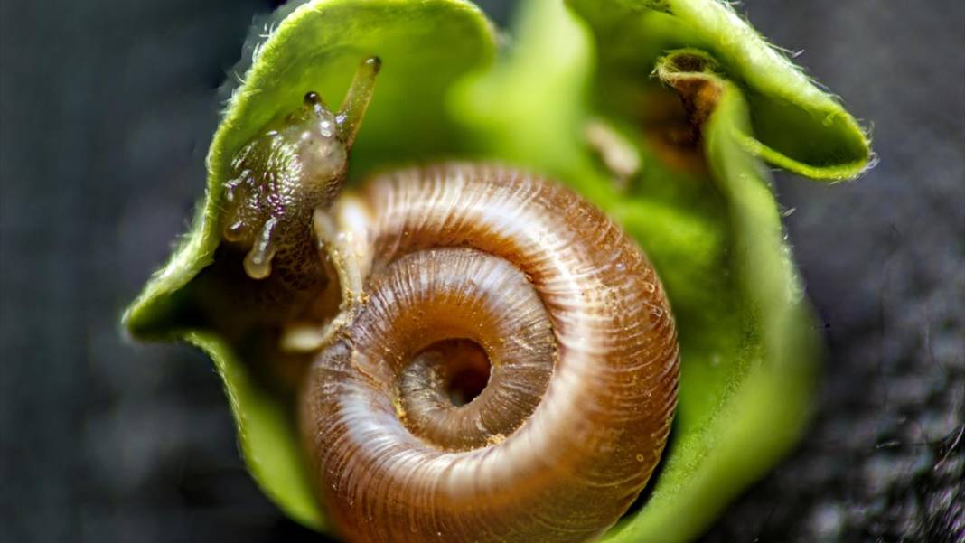 Makro Merceğin Altında: Böceklerin görünmeyen dünyası 14