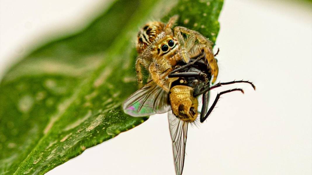 Makro Merceğin Altında: Böceklerin görünmeyen dünyası 2