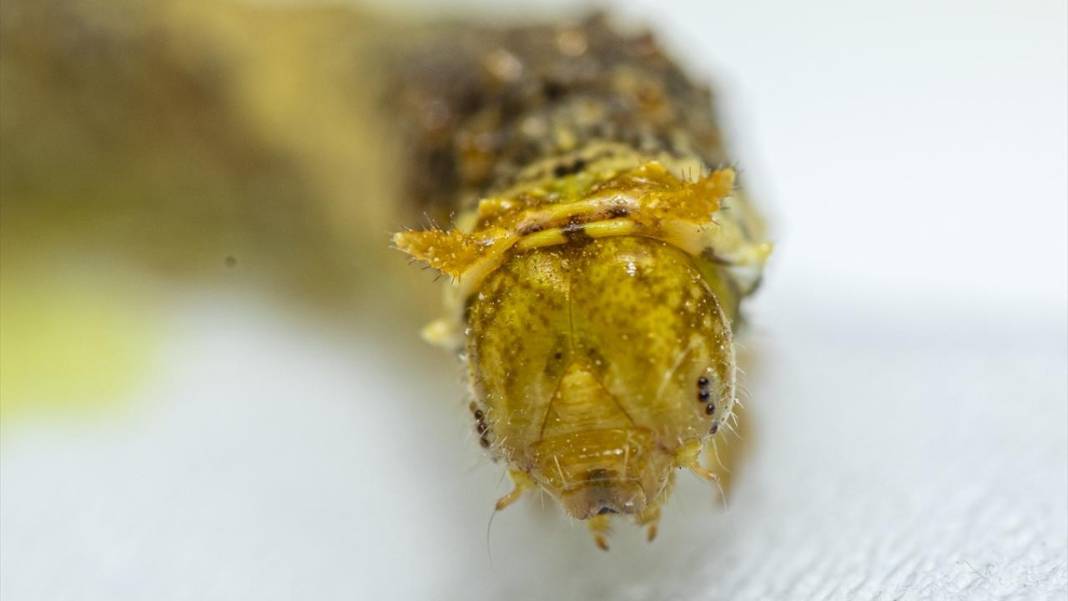 Makro Merceğin Altında: Böceklerin görünmeyen dünyası 9