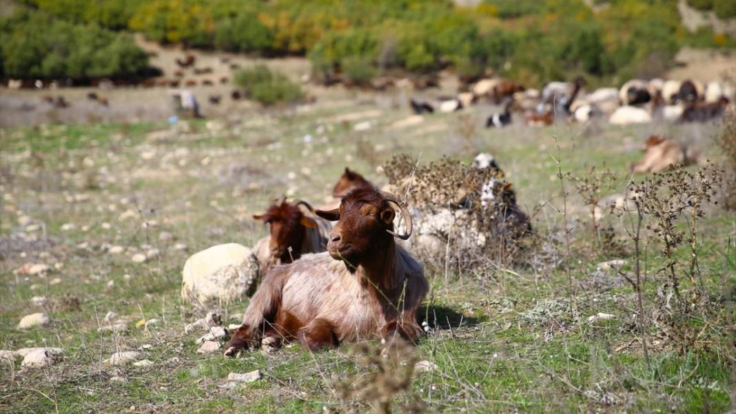 Göçerlerin bir ay sürecek eve dönüş yolculuğu başladı 10