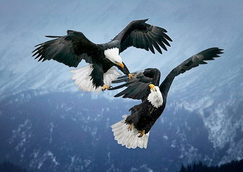 Hayvanlar aleminden muhteşem kareler 1