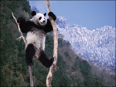 Hayvanlar aleminden muhteşem kareler 11