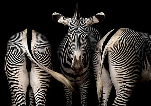 Hayvanlar aleminden muhteşem kareler 12