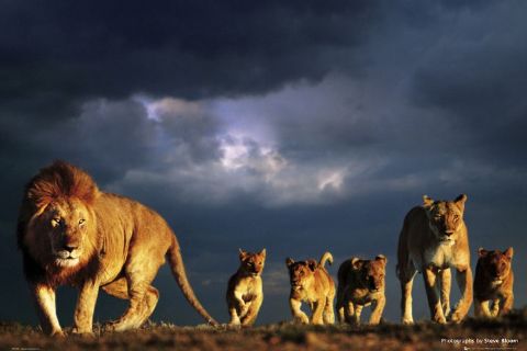 Hayvanlar aleminden muhteşem kareler 13