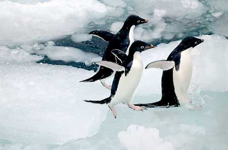 Hayvanlar aleminden muhteşem kareler 14