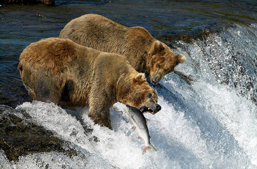 Hayvanlar aleminden muhteşem kareler 16