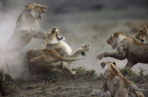 Hayvanlar aleminden muhteşem kareler 17