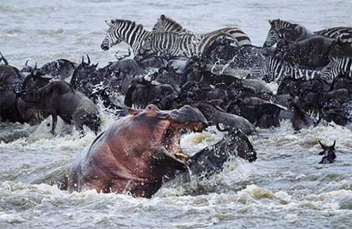 Hayvanlar aleminden muhteşem kareler 18