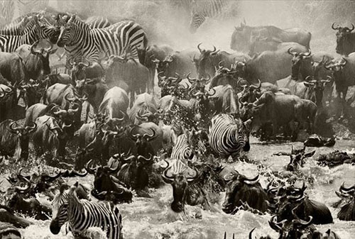 Hayvanlar aleminden muhteşem kareler 19