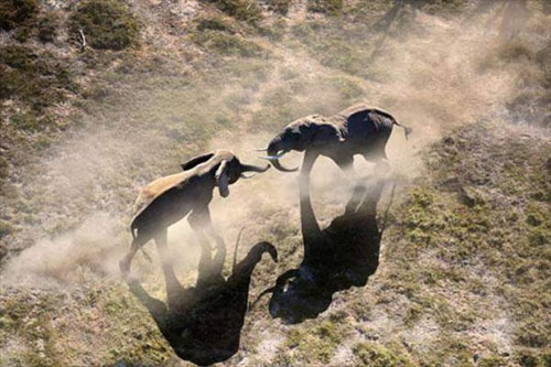 Hayvanlar aleminden muhteşem kareler 20