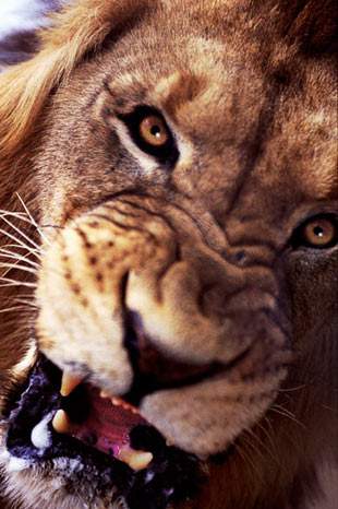 Hayvanlar aleminden muhteşem kareler 21