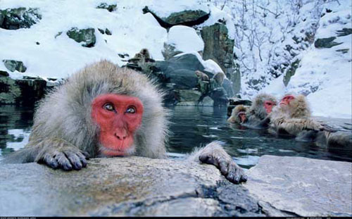 Hayvanlar aleminden muhteşem kareler 22