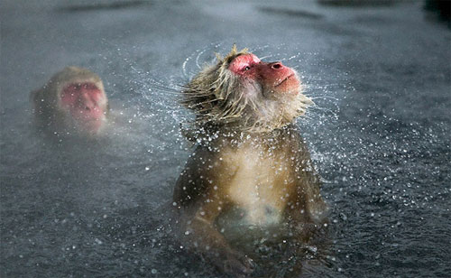 Hayvanlar aleminden muhteşem kareler 23