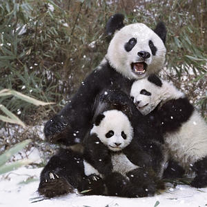 Hayvanlar aleminden muhteşem kareler 24