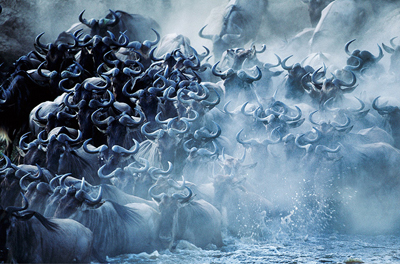 Hayvanlar aleminden muhteşem kareler 25