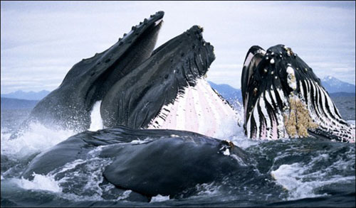 Hayvanlar aleminden muhteşem kareler 26