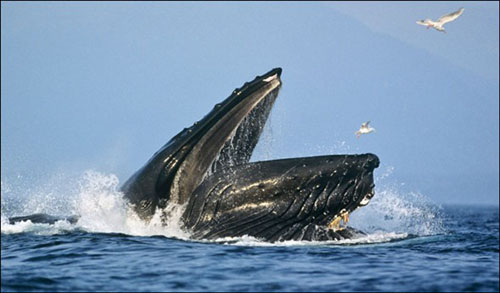 Hayvanlar aleminden muhteşem kareler 27