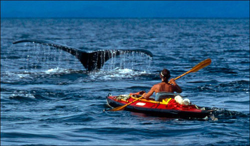 Hayvanlar aleminden muhteşem kareler 28