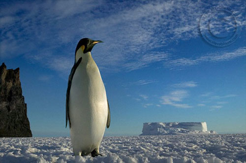 Hayvanlar aleminden muhteşem kareler 29