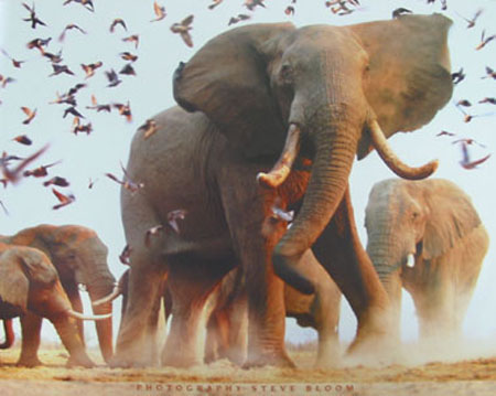 Hayvanlar aleminden muhteşem kareler 3