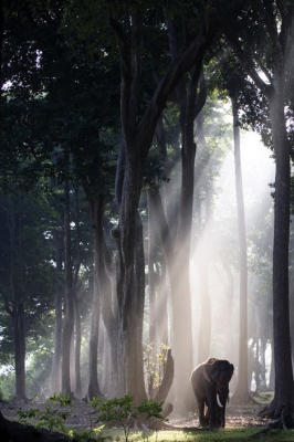 Hayvanlar aleminden muhteşem kareler 30