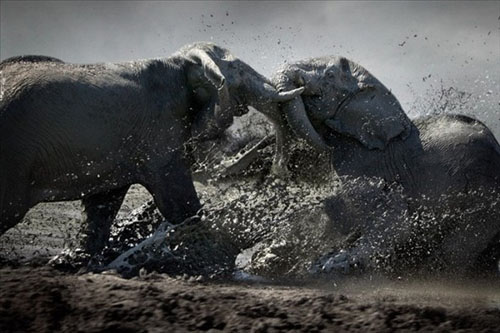 Hayvanlar aleminden muhteşem kareler 31