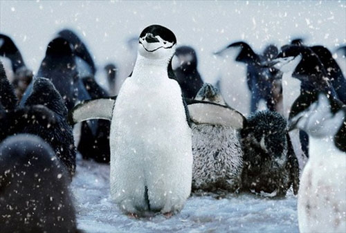 Hayvanlar aleminden muhteşem kareler 32