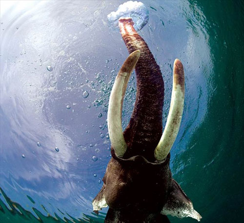 Hayvanlar aleminden muhteşem kareler 34