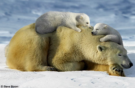 Hayvanlar aleminden muhteşem kareler 35