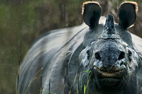 Hayvanlar aleminden muhteşem kareler 36
