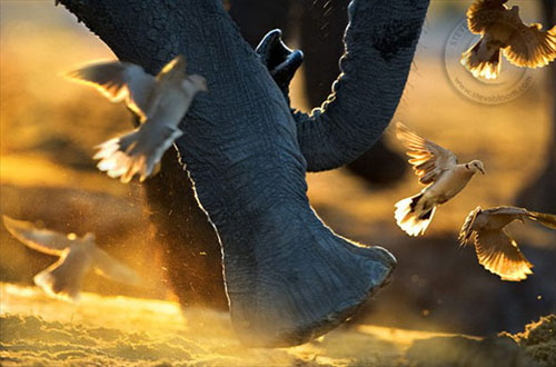 Hayvanlar aleminden muhteşem kareler 4