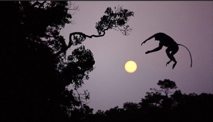 Hayvanlar aleminden muhteşem kareler 7