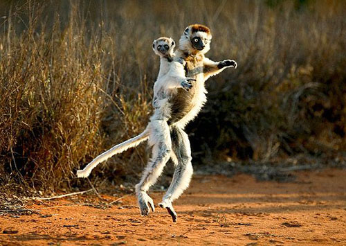 Hayvanlar aleminden muhteşem kareler 8