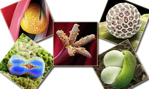 Nezle yapan polen hücreleri 1