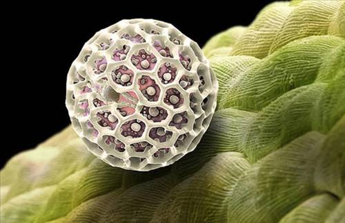 Nezle yapan polen hücreleri 10